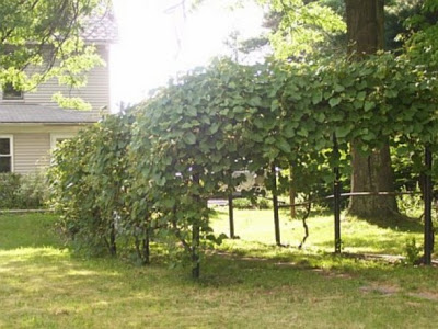 grape arbor before