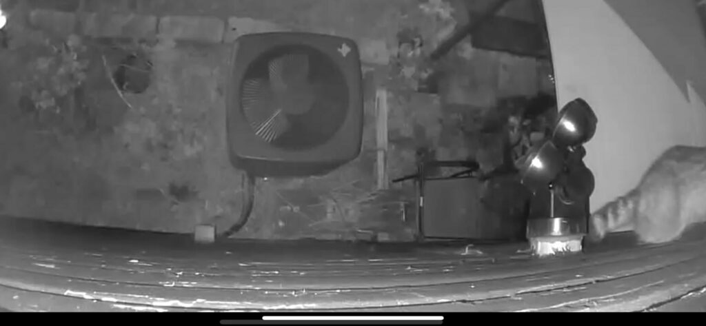 Raccoon climbing siding next to spotlight at night, captured by security camera
